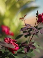 macro hermosa rosa roja foto