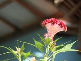 Macro red flowers photo