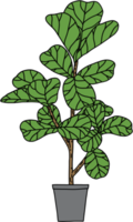 freehand skiss teckning av fiol blad fikon träd. png