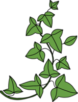 simplicity ivy freehand drawing flat design png