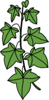 simplicity ivy freehand drawing flat design png