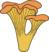 doodle freehand sketch drawing of chanterelle mushroom vegetable. png