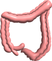 Digestive system function internal organs graphic 3d png