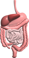 matsmältnings systemet fungera inre organ grafisk 3d png