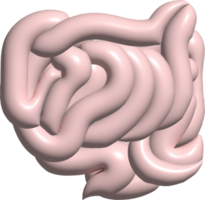 spijsvertering systeem functie intern organen grafisch 3d png