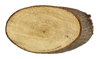 tree stump isolated with clipping path png