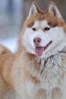 Husky in winter photo