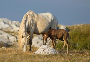 Wild horses outside photo