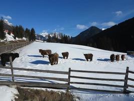 winter  cow photo