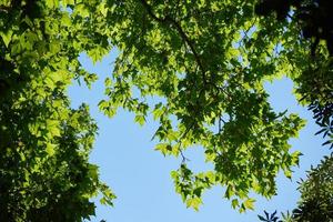 tree branches view photo