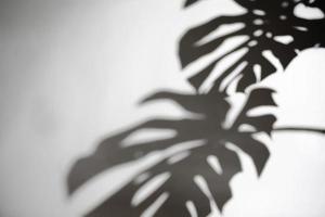 las sombras borrosas la hoja de monstera en las plantas de hormigón absorben las toxinas en el fondo de la pared blanca foto
