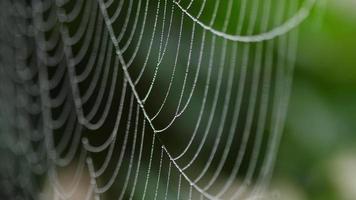 Close up view of spider web coverd with drops of moist with green leafs on the background. Rack focus. video