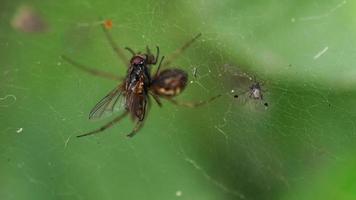araignée dévorant une mouche au centre de sa toile video