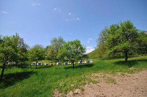 bee home at meadow photo