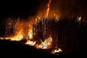 Sugar cane is burned to remove the outer leaves around the stalks before harvesting photo