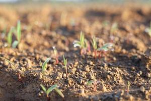 Grass Seedlings Growing Sweet Jumbo photo