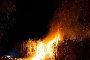 Sugar cane is burned to remove the outer leaves around the stalks before harvesting photo