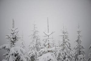 christmas evergreen pine tree covered with fresh snow photo