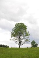 vista del árbol solitario foto