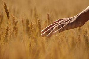 mano en campo de trigo foto