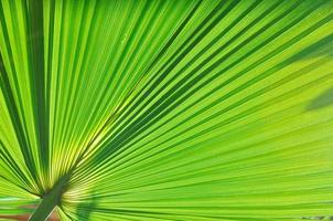 palm leaf background photo