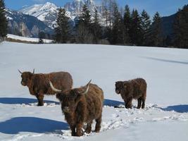 winter  cow photo