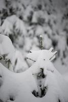 pino de hoja perenne de navidad cubierto de nieve fresca foto