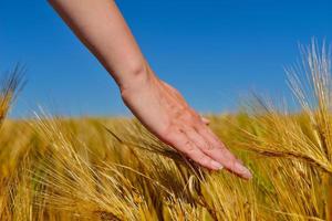 hand in wheat field photo