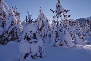 winter sunrise with fresh snow covered forest and mountains photo