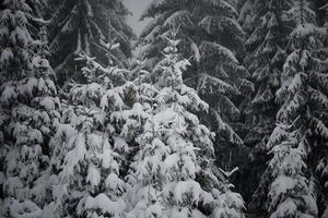 pino de hoja perenne de navidad cubierto de nieve fresca foto