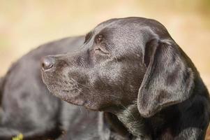 A black labrador retriever lies on a beige natural background on a sunny day. The dog is resting. photo