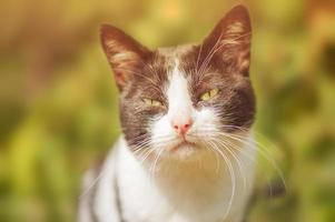 gato blanco y negro en el fondo de la naturaleza en un día soleado. retrato de un gato. foto