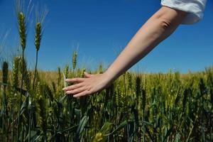 hand in wheat field photo