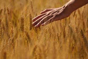 hand in wheat field photo