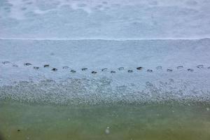 fondo de la superficie helada del río con rastros de un pájaro. textura de hielo cubierta de nieve. fondo de invierno. foto