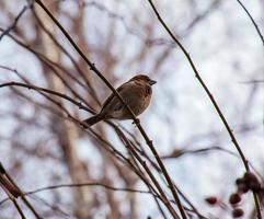 A frozen sparrow sits on a rosehip branch with berries on a frosty winter morning. photo