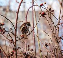 A frozen sparrow sits on a rosehip branch with berries on a frosty winter morning. photo