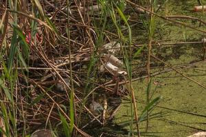 lenteja de agua y plástico, estaño, basura de caucho en el río. el concepto del problema ecológico de la contaminación ambiental. foto