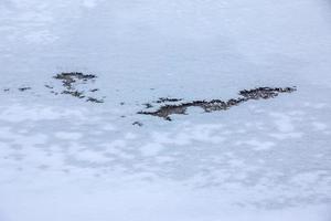 fondo invernal de la superficie helada del río. textura de hielo cubierto de nieve. foto
