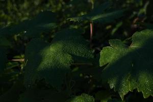 Wet grape leaves in dew drops. photo