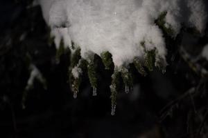 tree covered with fresh snow at winter night photo