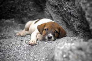 perrito sin hogar y hambriento abandonado quedarse en el agujero foto