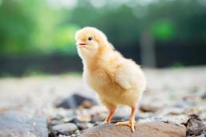 un pequeño pollo en el jardín foto