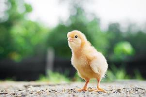 un pequeño pollo en el jardín foto