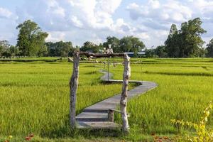 The wooden arch and the long walkway are made of wood. stretching along the beautiful rice fields photo