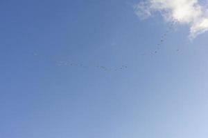 a group of birds flying in the bright sky photo