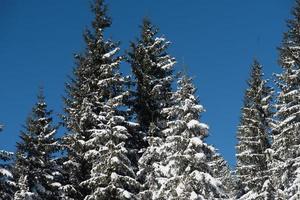 winter landscape in forest at sunset photo