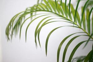 Hoja verde de palmera y sombras sobre un muro de hormigón fondo blanco. foto