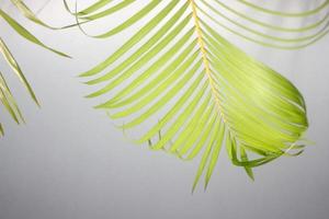 palm green leaf and shadows on a concrete wall white background photo