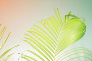 colorful color palm leaves with shadow on wall concrete background.Silhouette abstract tropical leaf natural pattern for summer design .Soft image backdrop. photo